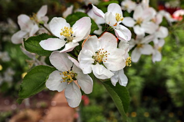 Flowering fruit trees in the spring home garden. Close-up view. Odessa, Ukraine.