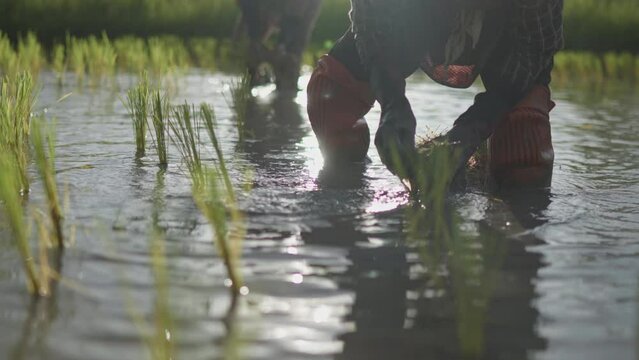 Close up of farmer' hands transplant rice seedlings in rice field under afternoon sunshine.