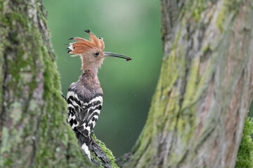 Fine art portrait of Eurasian hoopoe male under the rain (Upupa epops)