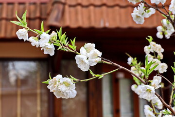 Flowering fruit trees in the spring home garden. Close-up view. Odessa, Ukraine.
