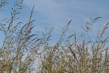 Grashalme vor blauem Himmel in einer Nahaufnahme