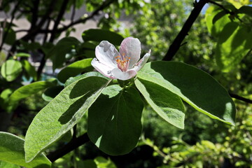 Flowering fruit trees in the spring home garden. Close-up view. Odessa, Ukraine.
