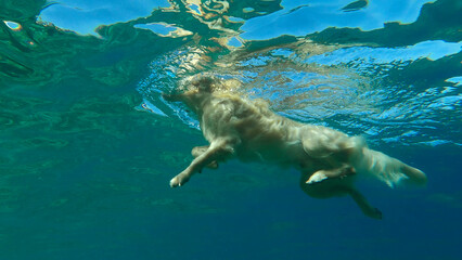 Obraz premium Underwater view golden retriever swim in the sea. The dog swims on the surface of the water. Red sea, Egypt