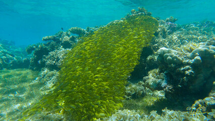 Naklejka na ściany i meble Massive school of juvenile Rabbitfish in shallow water swims over coral reef in sunrays. Bait ball above coral reef. Rabbitfishes (Siganidae). Red sea, Egypt