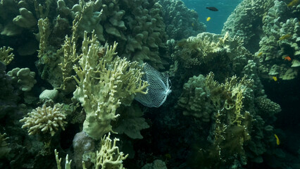 Discarded kitchen plastic storage net shopping hang down of coral reef. Plastic pollution of the ocean. Plastic mesh bag hanging on a beautiful coral reef. Red sea, Egypt