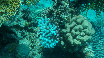 Bleaching and death of corals from excessive seawater heating due to climate change and global...