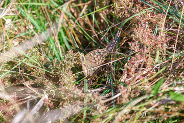 Butterfly hides in plants , macro image of insect 