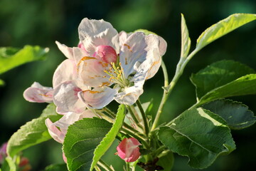 Obraz premium Flowering fruit trees in the spring home garden. Close-up view. Odessa, Ukraine.