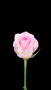 Time lapse of opening pink Sweet Akito rose isolated on black background, vertical orientation