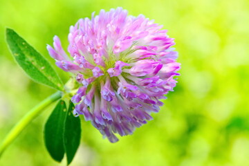 clover flower close up on blurred background of bright green meadow in summer sunlight