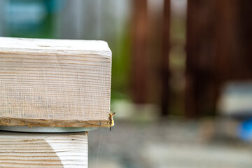 Vapourer Moth, Orgyia antiqua, caterpillar on wood in County Donegal, Ireland