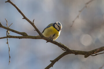 portrait of blue tit