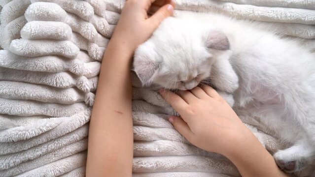 a small cute fluffy white kitten on a light plush blanket licks the hands of a child with a tongue, a girl strokes a funny kitten