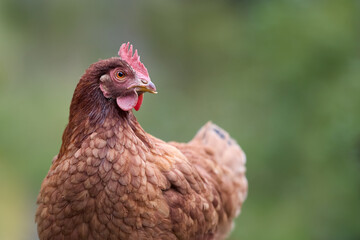 Close up small brown Sussex chicken isolated on green background