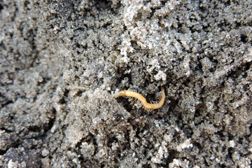 A close-up of a yellowish-orange centipede