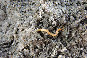A close-up of a yellowish-orange centipede