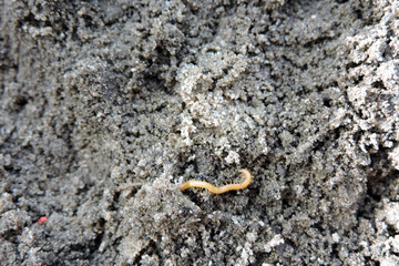 A close-up of a yellowish-orange centipede