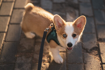 Beautiful portrait of a corgi puppy with multicolored colored eyes.