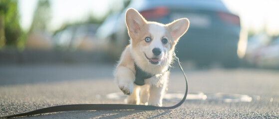 Cute Corgi dog puppy walking in the city