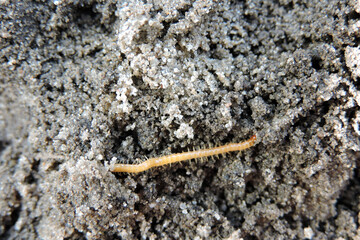 A close-up of a yellowish-orange centipede