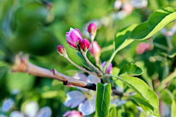 Beautiful blooming buds and flowers of the fruit trees in the spring garden. Close-up view. Odessa, Ukraine.
