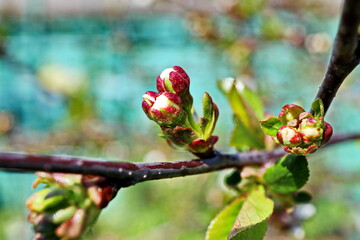 Beautiful blooming buds and flowers of the fruit trees in the spring garden. Close-up view. Odessa, Ukraine.