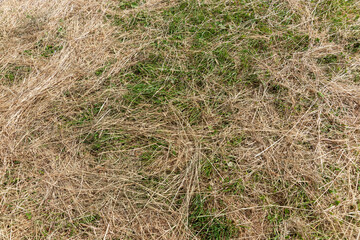 Long dry grass on the meadow. Beautiful natural background