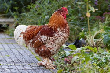 Red rooster on the side of a terrace