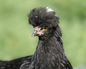 Close up of black Poland chicken with white crest