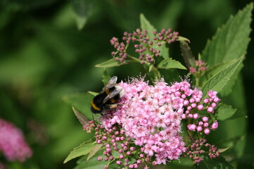 Bug sitting on a flower