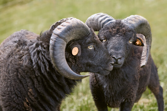 Two black male ouessant sheep head shot
