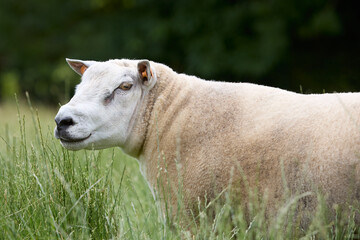 Close up of Texel sheep in grass