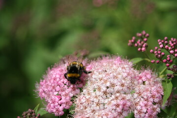 Bug sitting on a flower