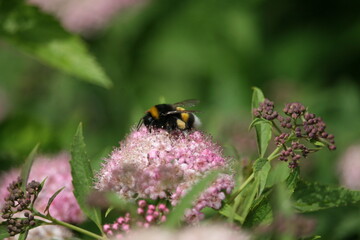 Bug sitting on a flower