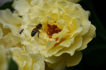 Bug sitting on a flower