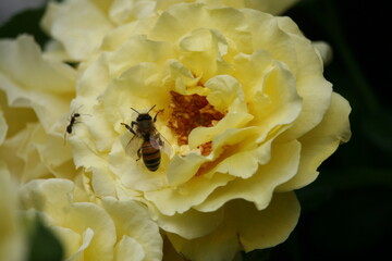 Bug sitting on a flower