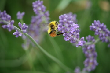 Bug sitting on a flower