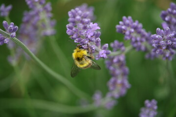 Bug sitting on a flower