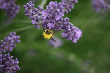 Bug sitting on a flower
