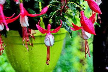 Beautiful blooming fuchsia flowers on background of green plants in the summer home garden. Odessa,...