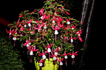 Beautiful blooming fuchsia flowers on background of green plants in the summer home garden. Odessa,...