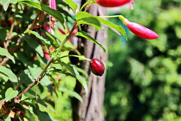 Beautiful blooming fuchsia flowers on background of green plants in the summer home garden. Odessa,...