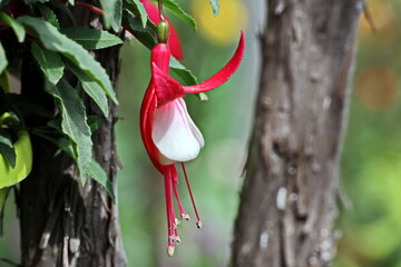 Beautiful blooming fuchsia flowers on background of green plants in the summer home garden. Odessa,...