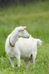 Obraz premium 放牧されたヤギ