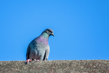 Pigeons sitting on the ledge of roof wall