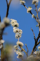 prunier en fleurs