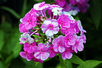 Beautiful blooming hydrangea flowers  on background of green plants in the home garden. Odessa, Ukraine.