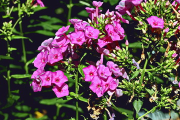 Obraz premium Beautiful blooming hydrangea flowers on background of green plants in the home garden. Odessa, Ukraine.