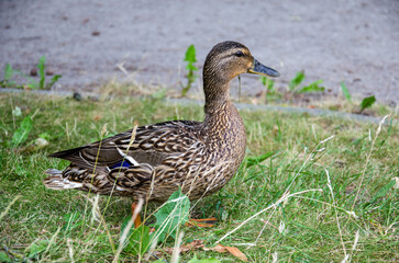 Duck