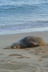 sea lion on the beach